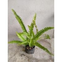 ราคา ต้นเฟิร์นใบมะขาม ต้นเฟินใบมะขาม กูดสร้อย (9275727734)