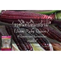 ราคา เมล็ดข้าวโพดราชินีทับทิมสยาม(siam.ruby.queen)ขนาด1ซอง500-800เมล็ดอัตรางอก80% (9413519238)