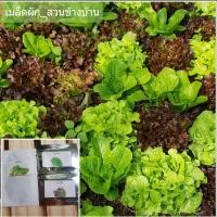 ราคา เมล็ดผักสลัดคอส กรีนโอ๊ค, เรดโอ๊ค,กรีนบัตตาเวีย ~200 เมล็ด (12208976915)