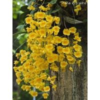 ราคา กล้วยไม้ เอื้องผึ้งติดขอน (41018827224)