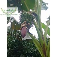 ราคา กล้วย​ไข่​เกษตรศาสตร์​ 2​ ชุด​ 4​ หน่อ​ 100บาท (3597329993)