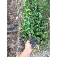 ราคา ต้นมะยมแดง เชอรี่แดง พร้อมส่ง (14128094643)