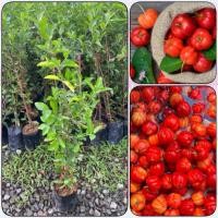 ราคา ต้นเชอรี่ไทย เชอรี่หวานผลดก กิ่งตอน(สูง 60-80 ซม.) มีประโยชน์เยอะมาก รากแน่น พร้อมปลูก (29273804064)