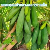 ราคา เมล็ดพันธุ์มะละกอแก้วกลางดง 20 เมล็ด (27744340391)