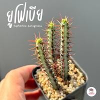 ราคา ยูโฟเบีย Euphorbia Aeruginosa แคคตัส กระบองเพชร cactus&succulent (10114749898)