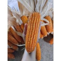 ราคา ข้าวโพดแห้ง ข้าวโพดตากแห้ง ข้าวโพดฝัก ใช้ตกแต่งสวยๆ (11199733854)