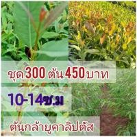 ราคา ต้นกล้ายูคาลิปตัสปลูกง่ายโตเร็ว ทนแล้ง 3 ปีตัดขายรวยๆ ชุด 300 ต้นราคา 450 บาท ความสูงประมาณ 10-14 ซม. (48255296827)