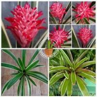 ราคา ต้นสับปะรดสี/สับปะรดประดับ/Billbergia pyramidalis : Kyoto (4661969095)