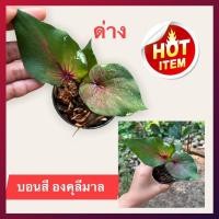 ราคา บอนสี นามว่าบอนสี องคุลีมาล ติดด่างขาวนิดๆ น่าสะสมสุดๆ จัดส่งทั้งกระถาง (14260418563)