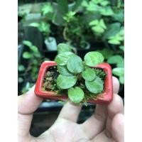 ราคา #รวยล้นฟ้า#ต้นรวยล้นฟ้า#ว่านรวยล้นฟ้า (12030651575)