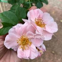 ราคา กุหลาบ กุหลาบเลื้อย แคร์มาแตง ดอกสีชมพู มีกลิ่นหอม (9419909415)