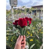 ราคา ช่อดอกกุหลาบ ดอกไม้วาเลนไทน์ ดอกกุหลาบ ดอกกุหลาบกำมะหยี่ วาเลนไทน์ ของขวัญ ดอกไม้ (41178593083)