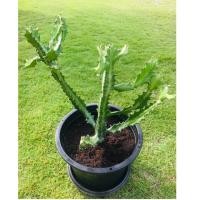 ราคา #หยกกำแพงเมืองจีน หรือหยกนำโชค หยกพระเทพ ซึ่งเป็นตระกูลเดียวกับกระบองเพชร #พันธุ์ไม้หนาม #ต้นไม้วินเทจ #ตกแต่งห้อง (6637020406)