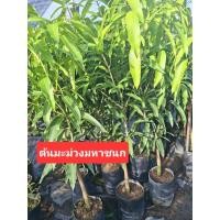 ราคา ต้นมะม่วงมหาชนกใหญ่1ต้น (49351008543)