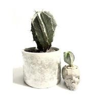 ราคา แอสโตรไฟตัม ออนาตัม_Astrophytum ornatum_ astrophytum myriostigma (9266698556)