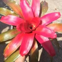 ราคา สับปะรดสี#bromeliad# Neo Grace นีโอ เกรช #ต้นไม้สวยงาม# ไม้ประดับ# ตกแต่งบ้าน#bromeliad# ไม้ประดับ# ไม้มงคล# ขายถูก (3610198822)