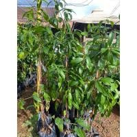 ราคา ต้นมะยงชิด มะปรางหวาน (26002241034)