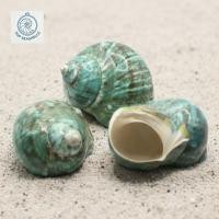 ราคา เปลือกสังข์ฝังสีเขียวยักษ์ - เปลือกปูฤาษี - เปลือกหอยทากตกแต่งหลายขนาด (50202033276)