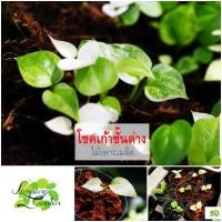 ราคา ต้นโชคเก้าชั้นด่าง แบบสุ่ม【ด่างขาว/เหลือง/เขียว】 โชค9ชั้นด่าง ต้นหน้าวัวใบ กระถาง3นิ้ว ไม้ฟอกอากาศ ต้นไม้มงคล ไม้กระถาง (19182913270)