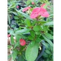 ราคา ต้นโป๊ยเซียนแคระแบบดอกเล็ก (52503841966)