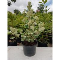 ราคา ต้นหัวใจ​เศรษฐี​ สาริกาใบด่าง​ (3243410910)