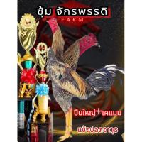 ราคา ไข่ไก่เชื้อพม่า ปืนใหญ่+ เคแมน สายเลือดเงินล้าน แข้งปลดอาวุธ แข้งหน้าจัด (24341081398)