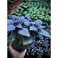 ราคา Dark Opal Basil โหระพาสีม่วง ต้นโหระพาฝรั่ง สีม่วง อิตาเลี่ยนบาซิลสีม่วง Purple Italian Basil ผักสวนครัวฝรั่ง (29666775402)