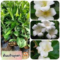 ราคา ต้นแก้วมุกดา แก้วมุกดา (29724099117)