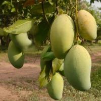 ราคา ต้นมะม่วง พันธุ์ แก้วขมิ้น ทาบกิ่ง ให้ผลเร็ว จัดส่งพร้อมถุงชำ 6 นิ้ว ลำต้นสูง 70-80 ซม (10114564398)