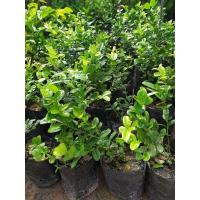 ราคา ต้นมะม่วงหาวมะนาวโห่ (11014253660)