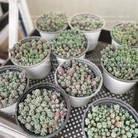 ราคา ไม้อวบน้ำ​ SEDUM​ DASYPHYLLUM​ MINOR Succulent Echeveria​ ร้านใบบุญ​ กุหลาบหิน​ ไม้อวบน้ำ​ (15480490460)