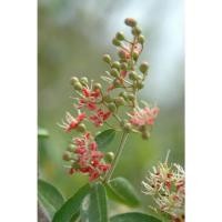 ราคา ต้นพันธุ์ เทียนกิ่ง(เฮนน่า) ต้นกาว เทียนกิ่งขาว Henna พร้อมปลูกในถุงดำ ถุงละ29 บาท นำใบมาใช้เป็นยาย้อมผม (24926442017)