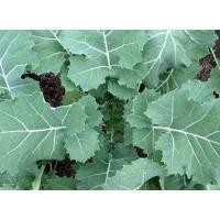 ราคา เมล็ด ผักคะน้าเคลไซบีเรียน - Siberian Dwarf Kale (131759141)