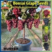 ราคา เมล็ดพันธุ์ องุ่น เมล็ดองุ่นปลูก 100เมล็ด/แพ็ค Grape Seeds เมล็ดพันธุ์ต้นองุ่น ของแท้ 100% ต้นองุ่น พันธุ์ ต้นไม้แคระ (57004915064)