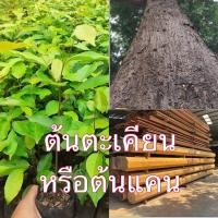 ราคา ตะเคียนทอง ไม้ป่า ไม้เศรษฐกิจ ต้นกล้าสวย แข็งแรงพร้อมปลูก (42801771425)