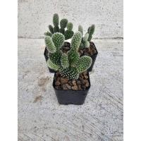 ราคา โอพันเทียหูกระต่าย,โอพันเทีย,โอพันเทียใบบาง (24722648312)