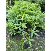 ราคา ต้นศุภโชค ต้นถั่วศุภโชค ต้นมีเงิน ต้นเขย่าเงิน Money Tree (สูง 70-90cm) ไม้ประดับมงคล ต้นเรียกทรัพย์ (43601139656)