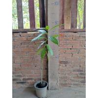 ราคา ต้นตีนเป็ดน้ำ สูง 60 cm ขึ้นไป *** 1 ชุดมี 2 ต้น *** (11851344231)