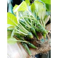 ราคา ขายถูกหน่อกระบองเพชร/มะพร้าวทะเลทราย/ไม้มงคล/กุหลาบหินเริ่มต้น2บาท (11227037222)