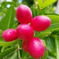 ราคา ต้นมะม่วงหาว มะนาวโห่ (4948301526)