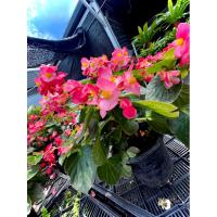 ราคา บีโกเนีย Begonia บีโกเนียซิมเำอร์ฟรอเรนท์ Begonia Semperflorens ไม้ดอกไม้ประดับ ใช้เป็นตัวแทนของความรัก (29311462237)