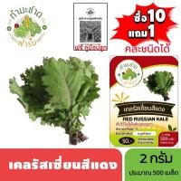 ราคา ทำมะชาดฟาร์ม (ซื้อ10แถม1) เมล็ดพันธุ์ เคลรัสเซี่ยนสีแดง ขนาด2กรัม ประมาณ500เมล็ด RED RUSSIAN KALE เคล ผักสลัด เมล็ด (6089366907)