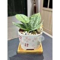 ราคา ต้นพลูหัวใจแนบ ในกระถางสี่เหลี่ยม4นิ้ว เเถมจานรองไม้ เเละ ตุ๊กตา+เม็ดดินเผา ไม้ฟอกอากาศ Minitree89 (22456042340)