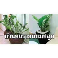 ราคา ต้นกวักมรกต ต้มไม้มงคล ช่วยฟอกอากาศ (4062700750)