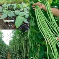 ราคา ต้นกล้าถั่วฝักยาวพันธุ์เนื้อ>>พร้อมส่ง (25337694609)