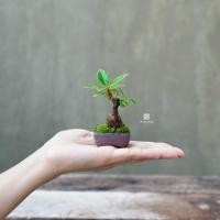 ราคา ♥︎ | บอนไซ ไทรช้อนเงินช้อนทอง ⋆˚ ˚⋆ ((พร้อมส่ง✅)) มีวิธีการดูแล+ปุ๋ยแถมไปให้ค่ะ〰️ (28863578342)