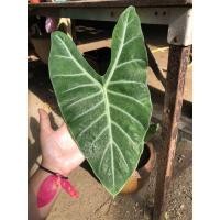 ราคา พญาจงอางกระดูกเงินสวยชัดเจน (13544261497)