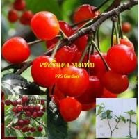 ราคา ต้นเชอรี่ เชอรี่แดง พันธุ์หงเฟย ต้นเสียบยอด สูง 80-120 ซ.ม. ผลสีแดงสด สวยมาก (42068660441)