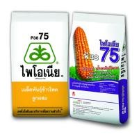 ราคา เมล็ดข้าวโพด ไพโอเนีย P3875 (10 กก.) ออกดอกไว ฝักใหญ่สม่ำเสมอ น้ำหนักดี ไม่เลือกดิน สีได้เนื้อ ทนแล้ง ทนโรค (24600239222)