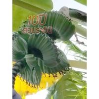 ราคา (เทพนม) หน่อกล้วยเทพนม “กล้วยเทพนม” ชื่อเป็นมงคล จัดเป็นไม้มงคล หวานหอมแปรรูปอร่อย (1หน่อ) (21085342774)